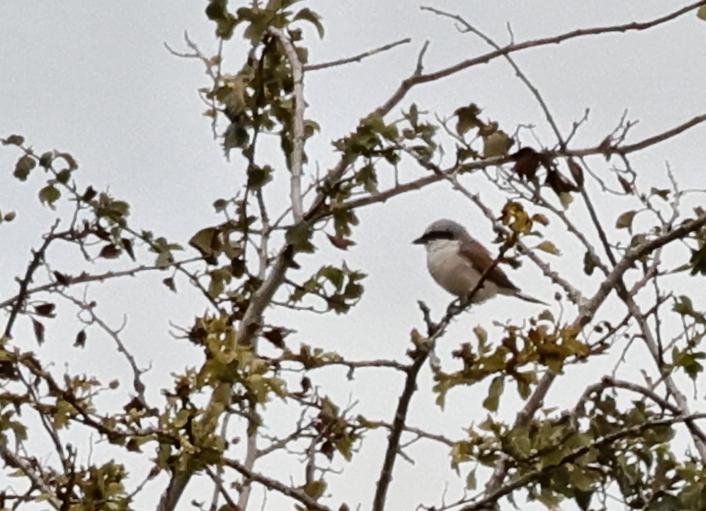 Red-backed Shrike