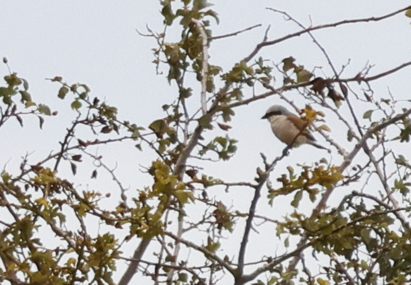 Red-backed Shrike