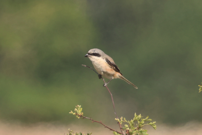 Long-tailed Shrike
