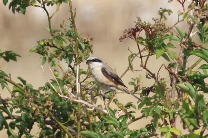 Long-tailed Shrike