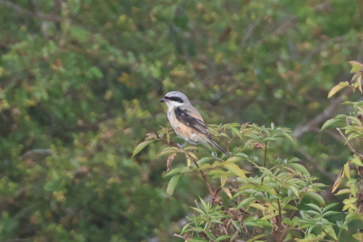 Long-tailed Shrike