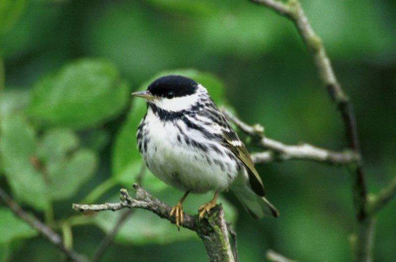 Blackpoll Warbler