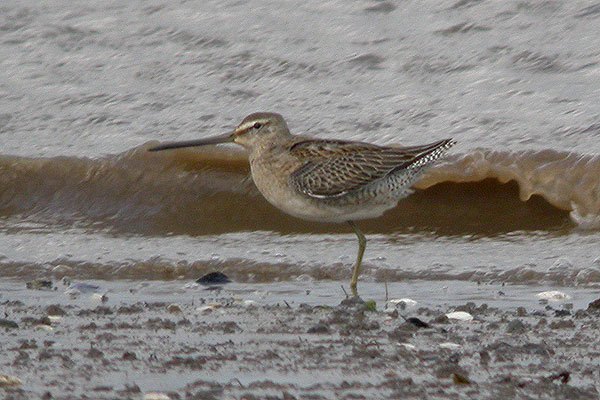 Long-billed Dowitcher