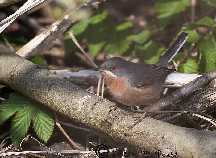 Subalpine Warbler