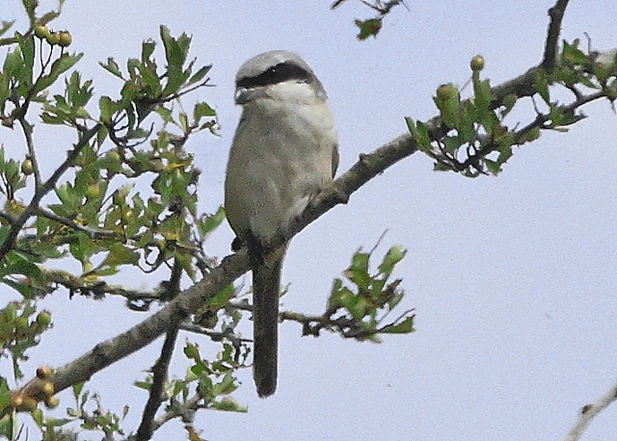Long-tailed Shrike