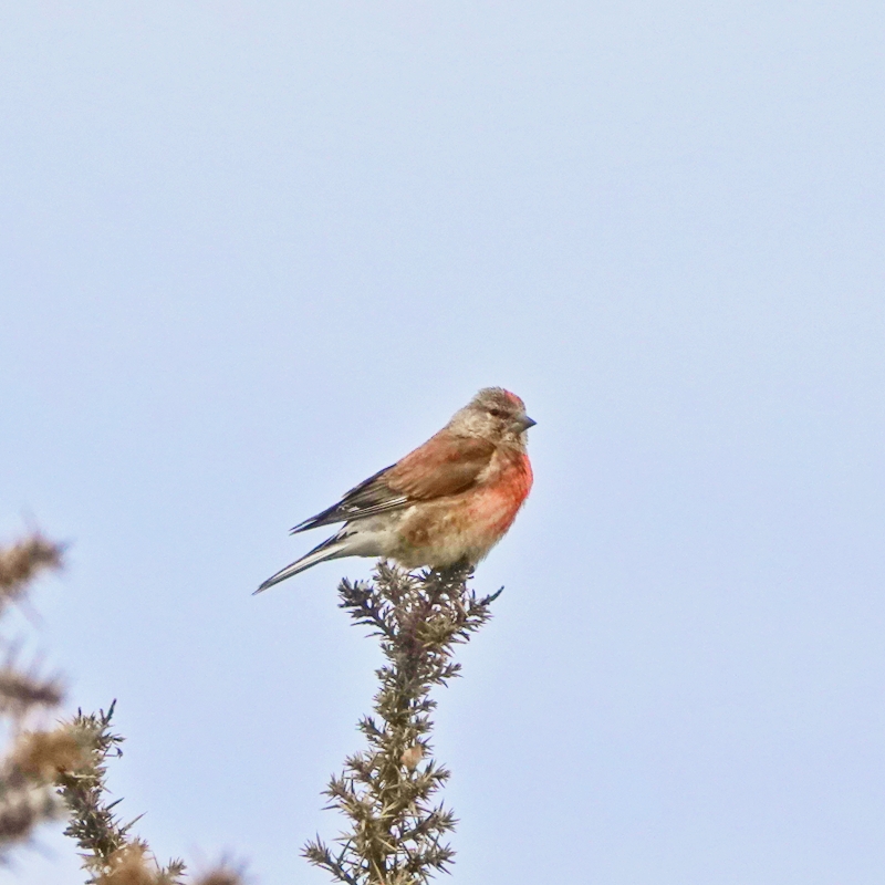 Linnet