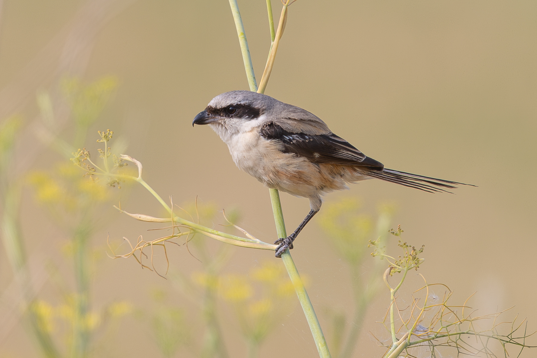 Long-tailed Shrike