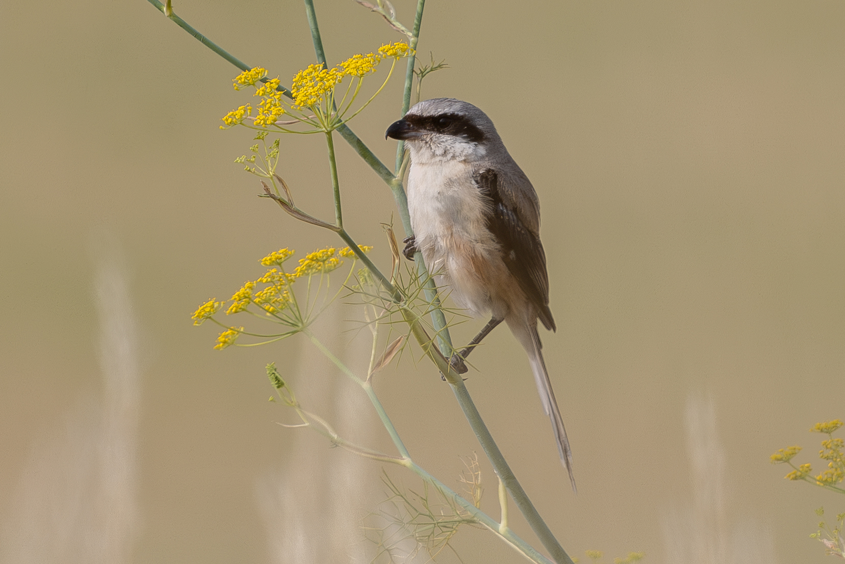 Long-tailed Shrike