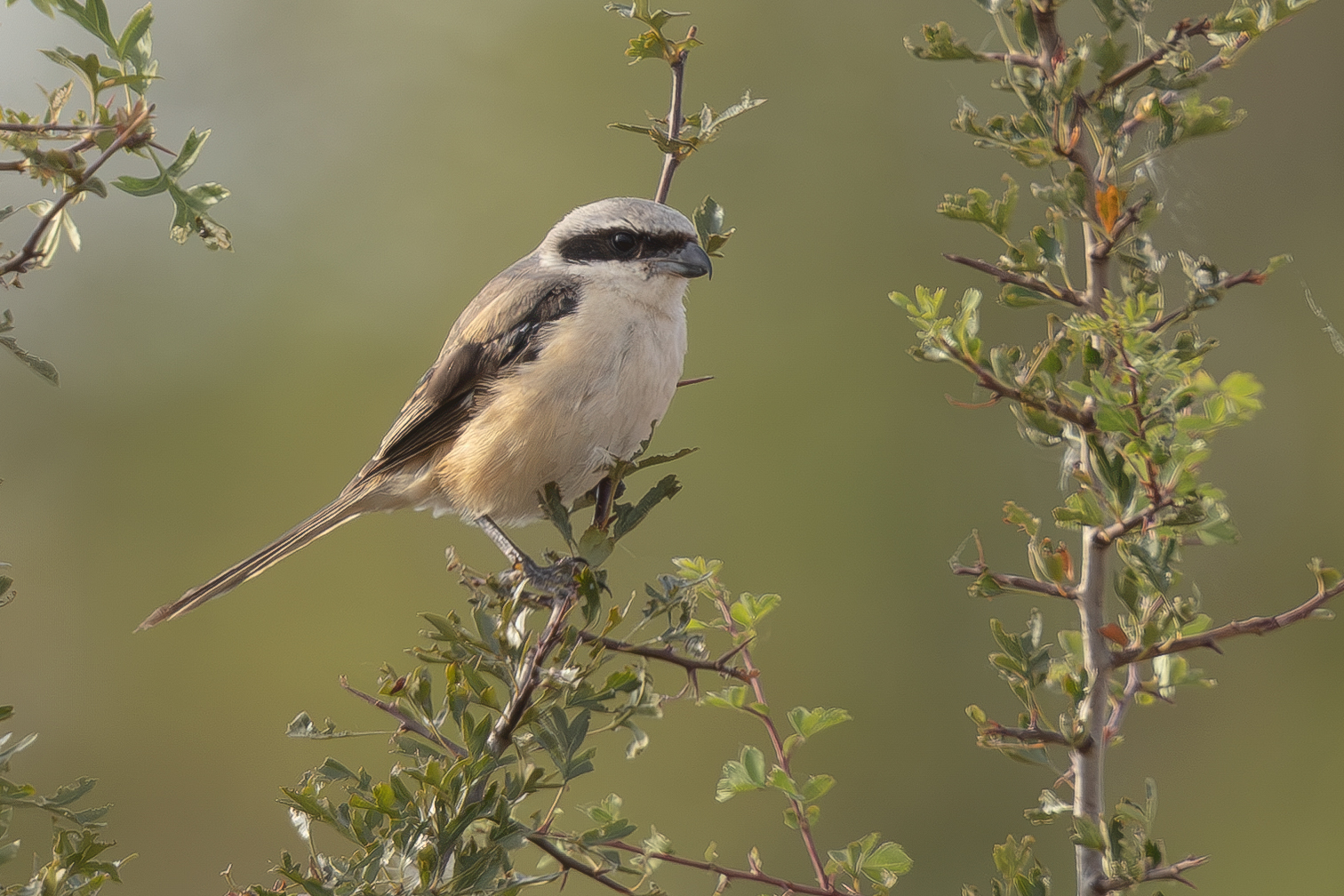 Long-tailed Shrike