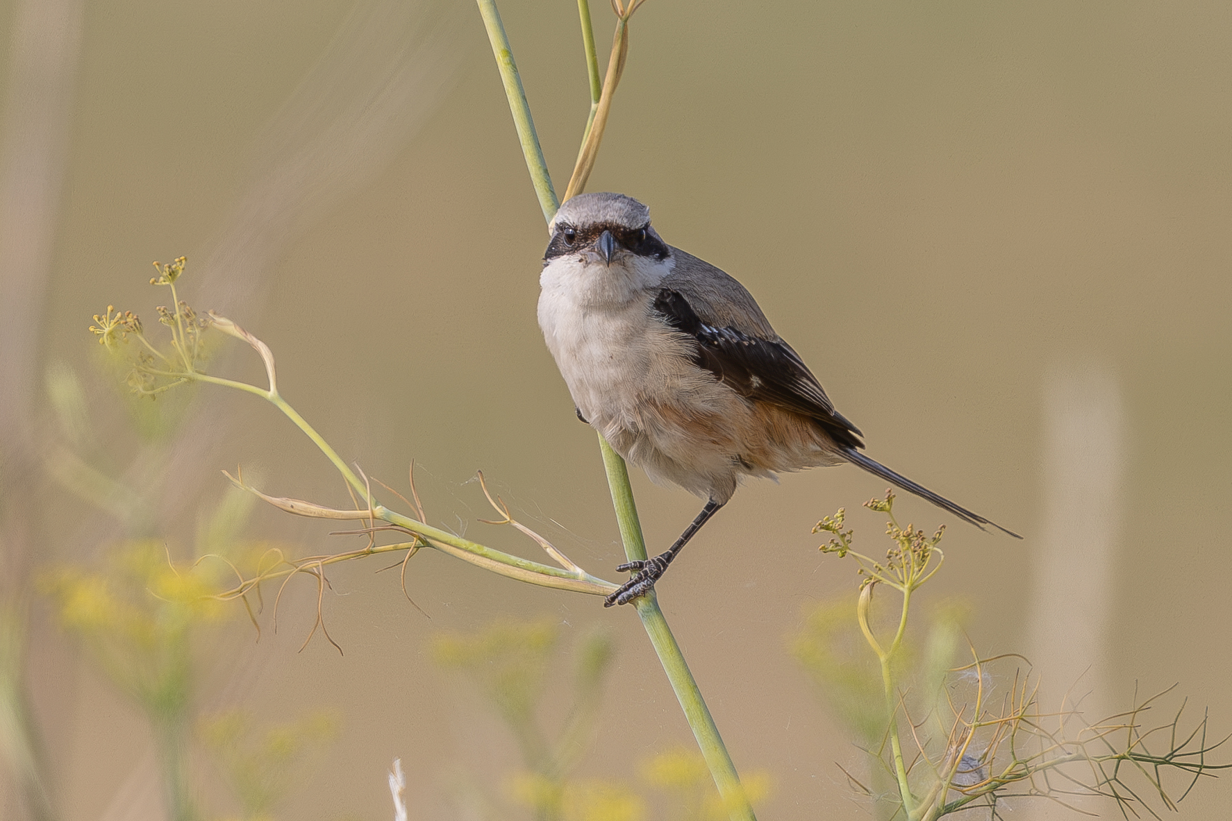 Long-tailed Shrike