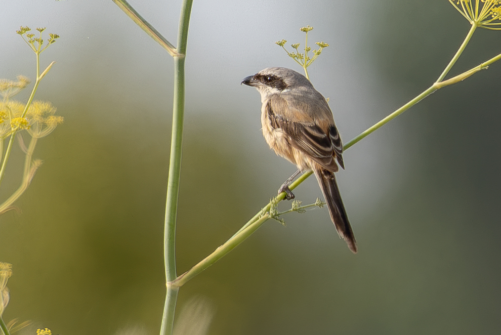 Long-tailed Shrike