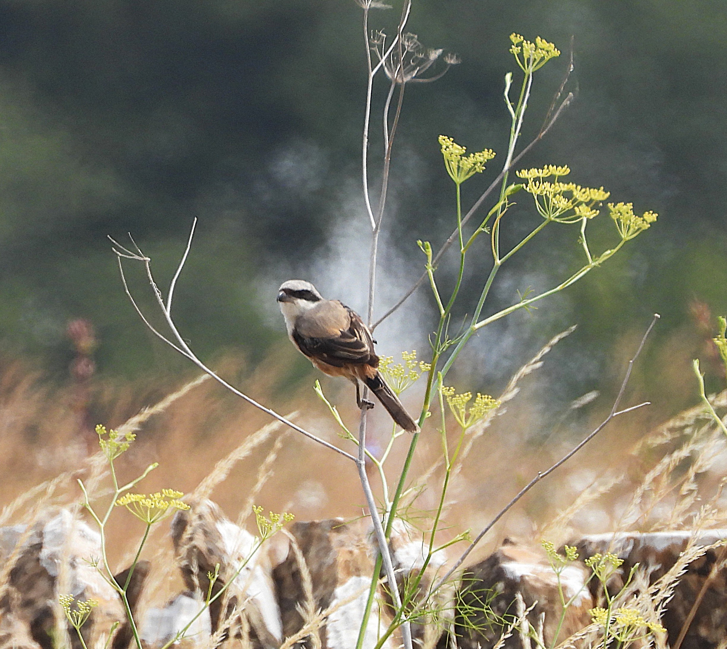 Long-tailed Shrike