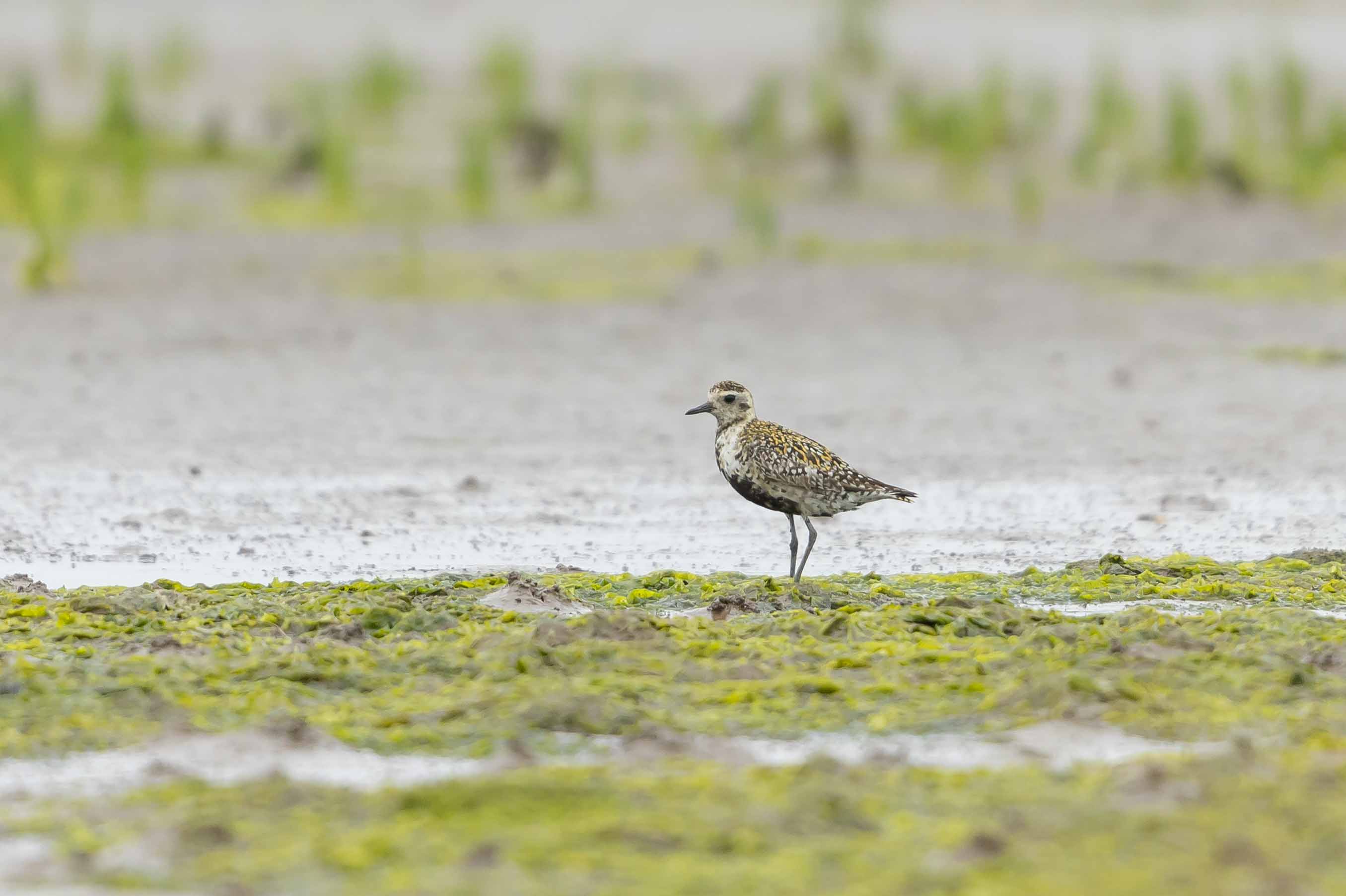 Pacific Golden Plover