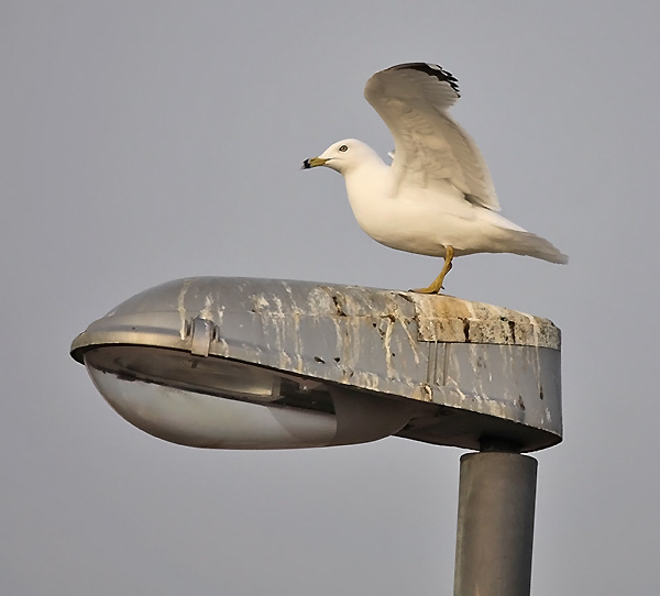 Ring-billed Gull