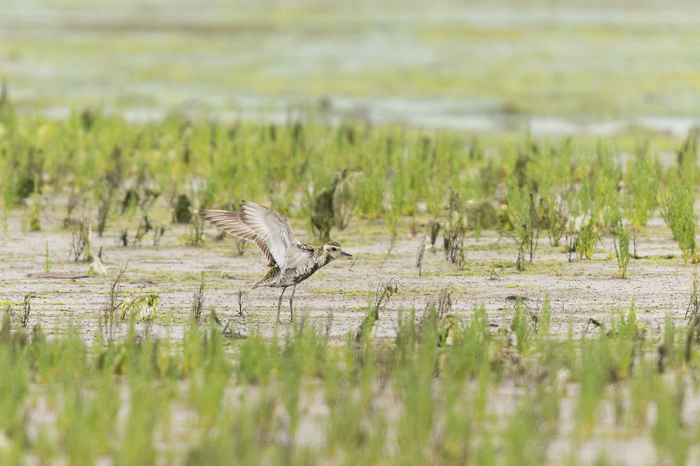 Pacific Golden Plover