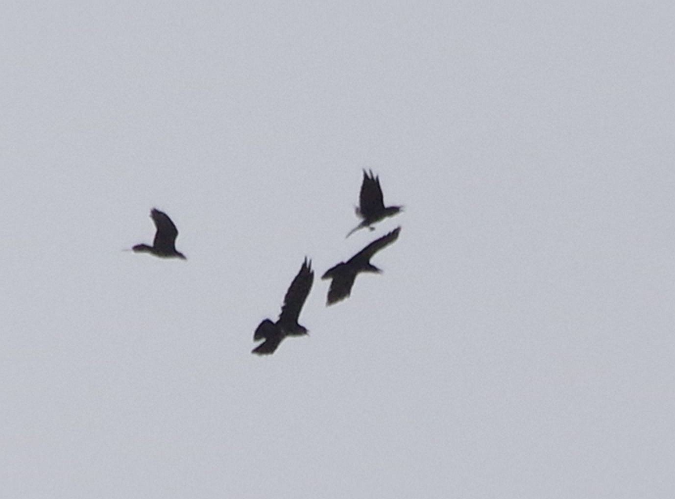 Raven