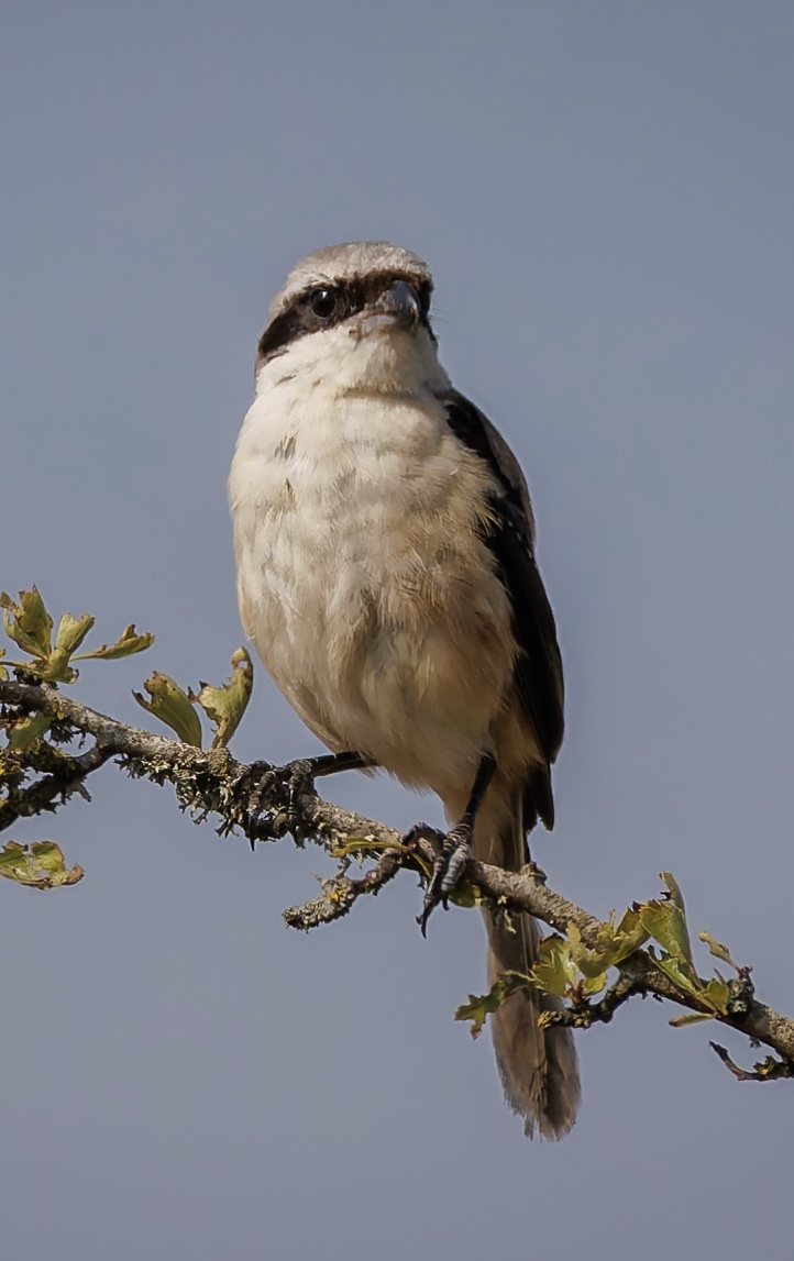 Long-tailed Shrike