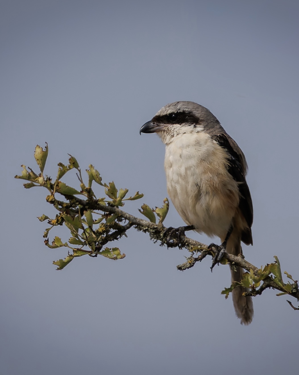 Long-tailed Shrike