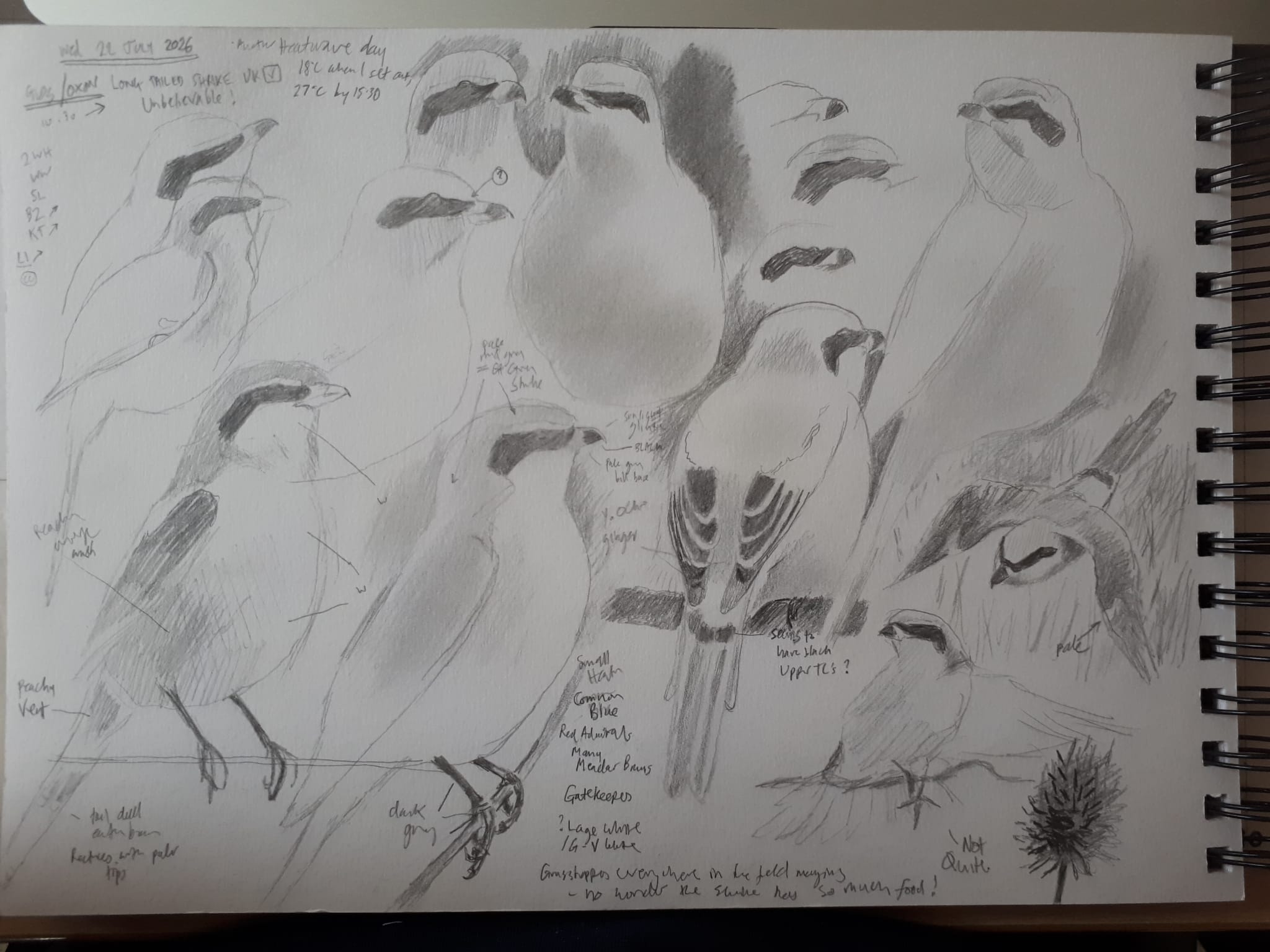 Long-tailed Shrike
