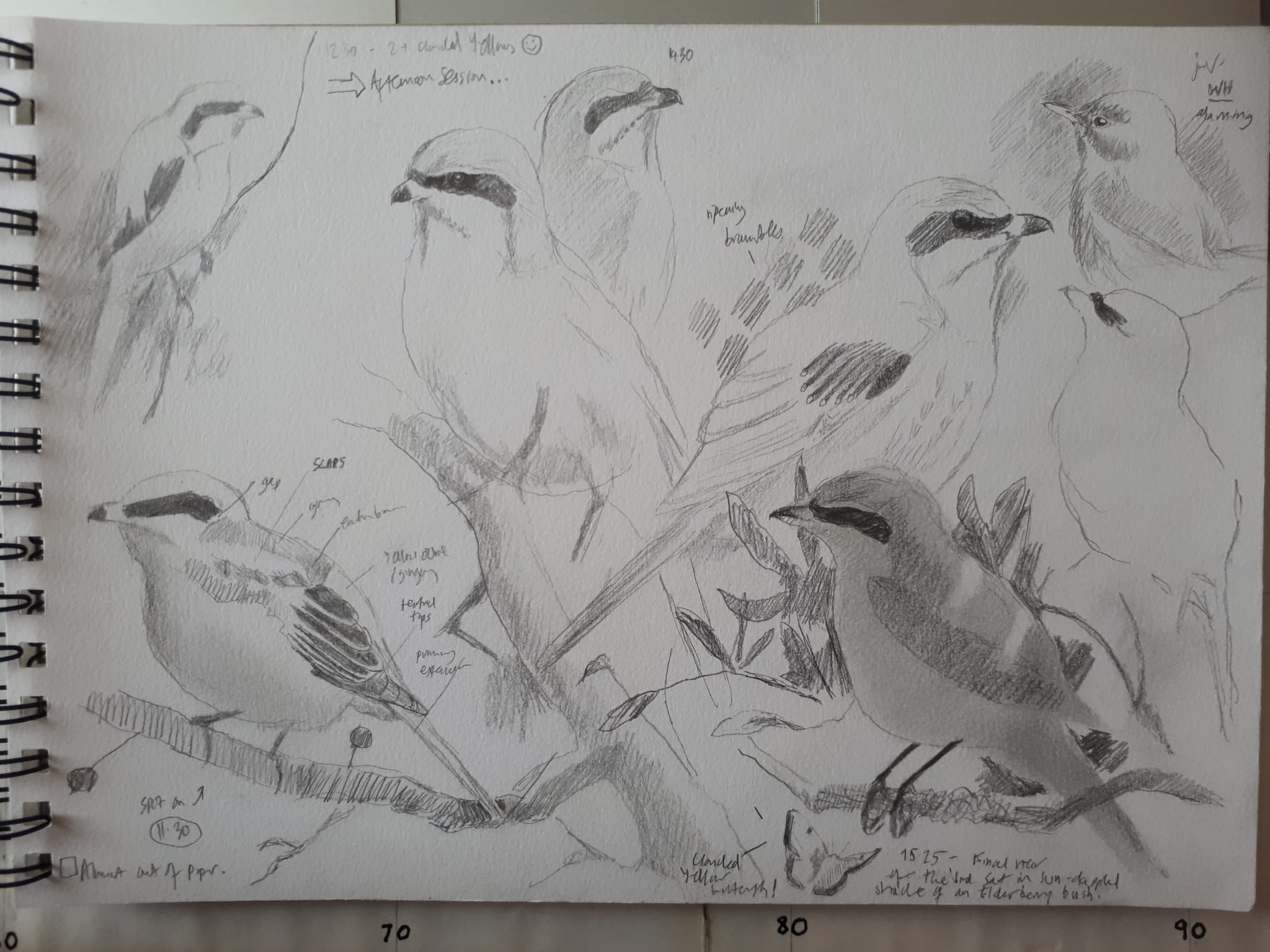 Long-tailed Shrike