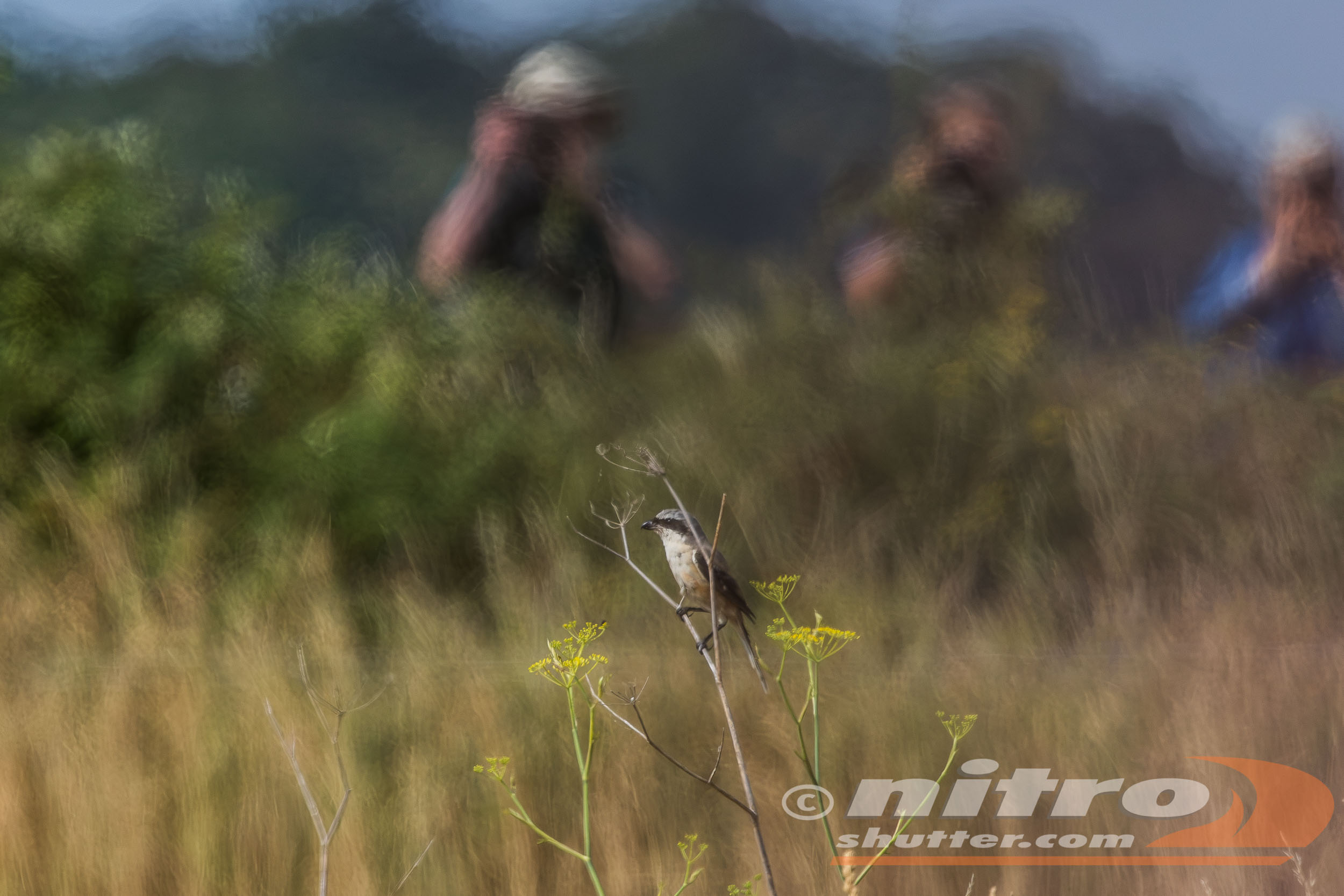 Long-tailed Shrike