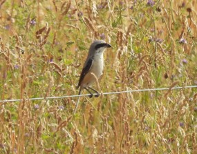 Long-tailed Shrike