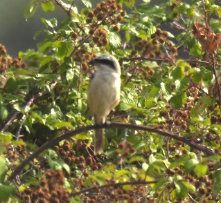 Long-tailed Shrike