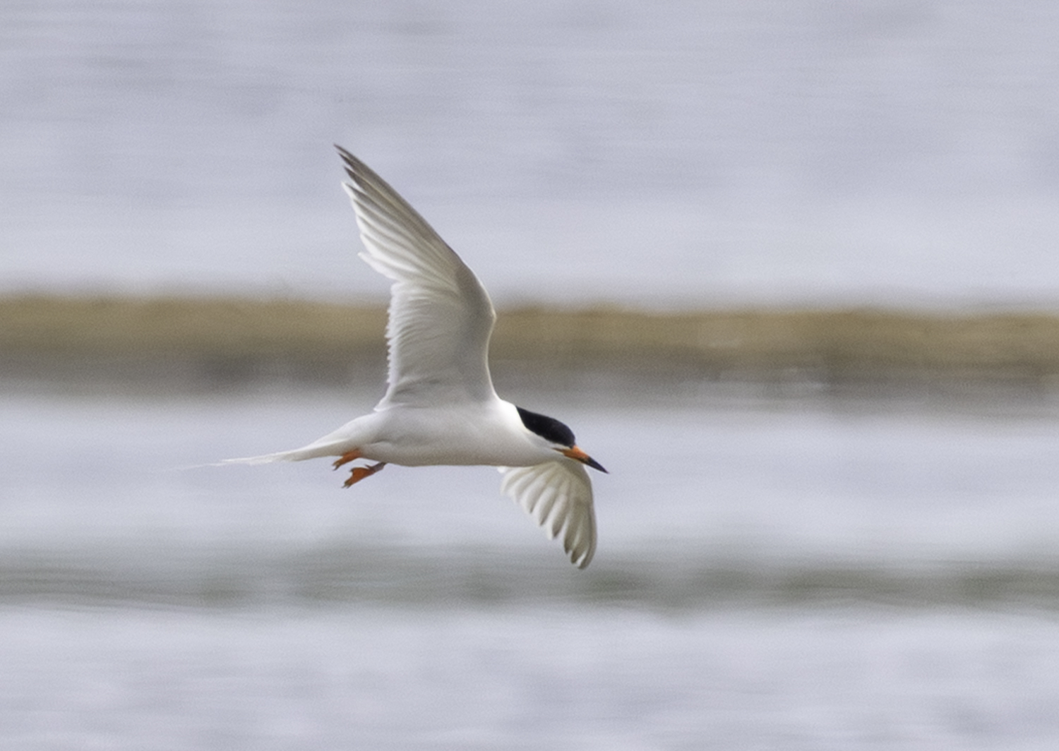 Roseate Tern