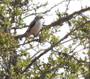 Long-tailed Shrike