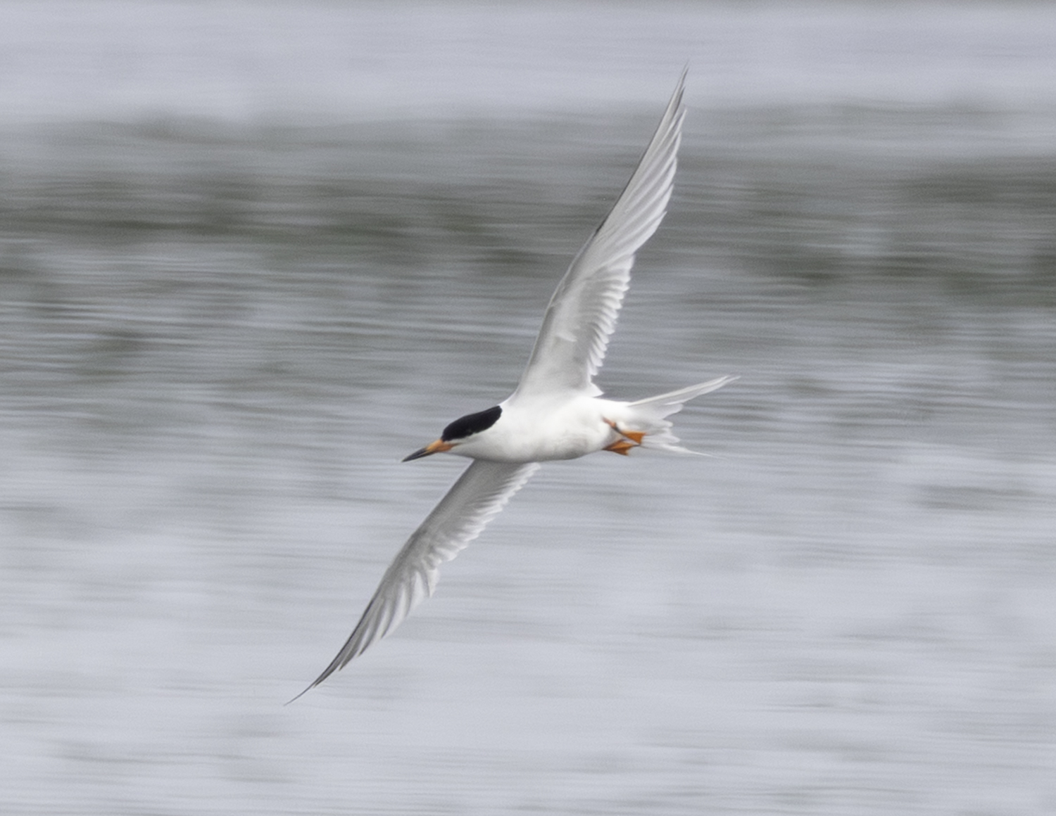 Roseate Tern
