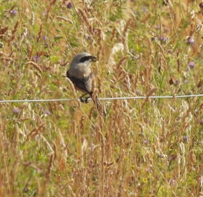 Long-tailed Shrike