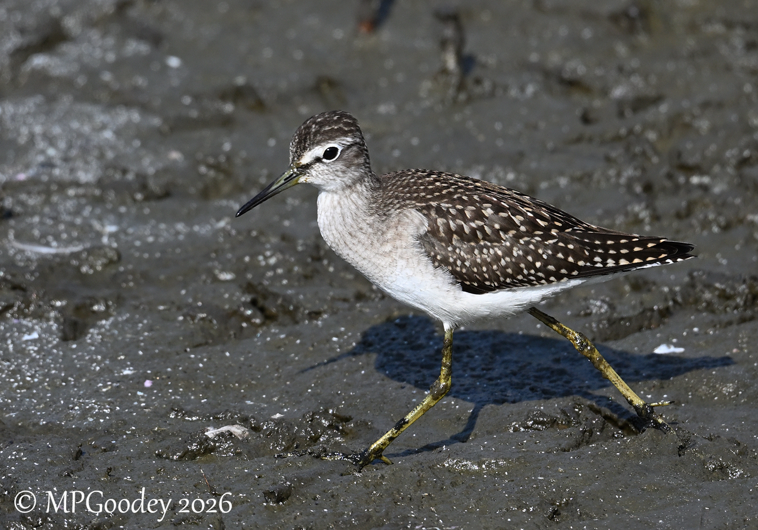 Wood Sandpiper