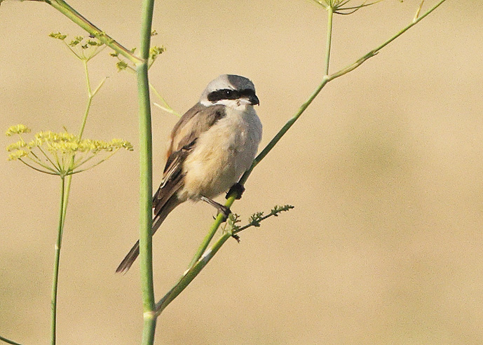 Long-tailed Shrike