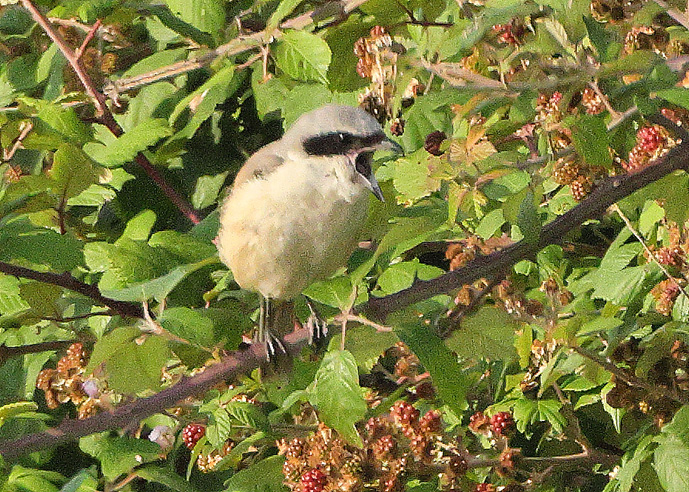Long-tailed Shrike