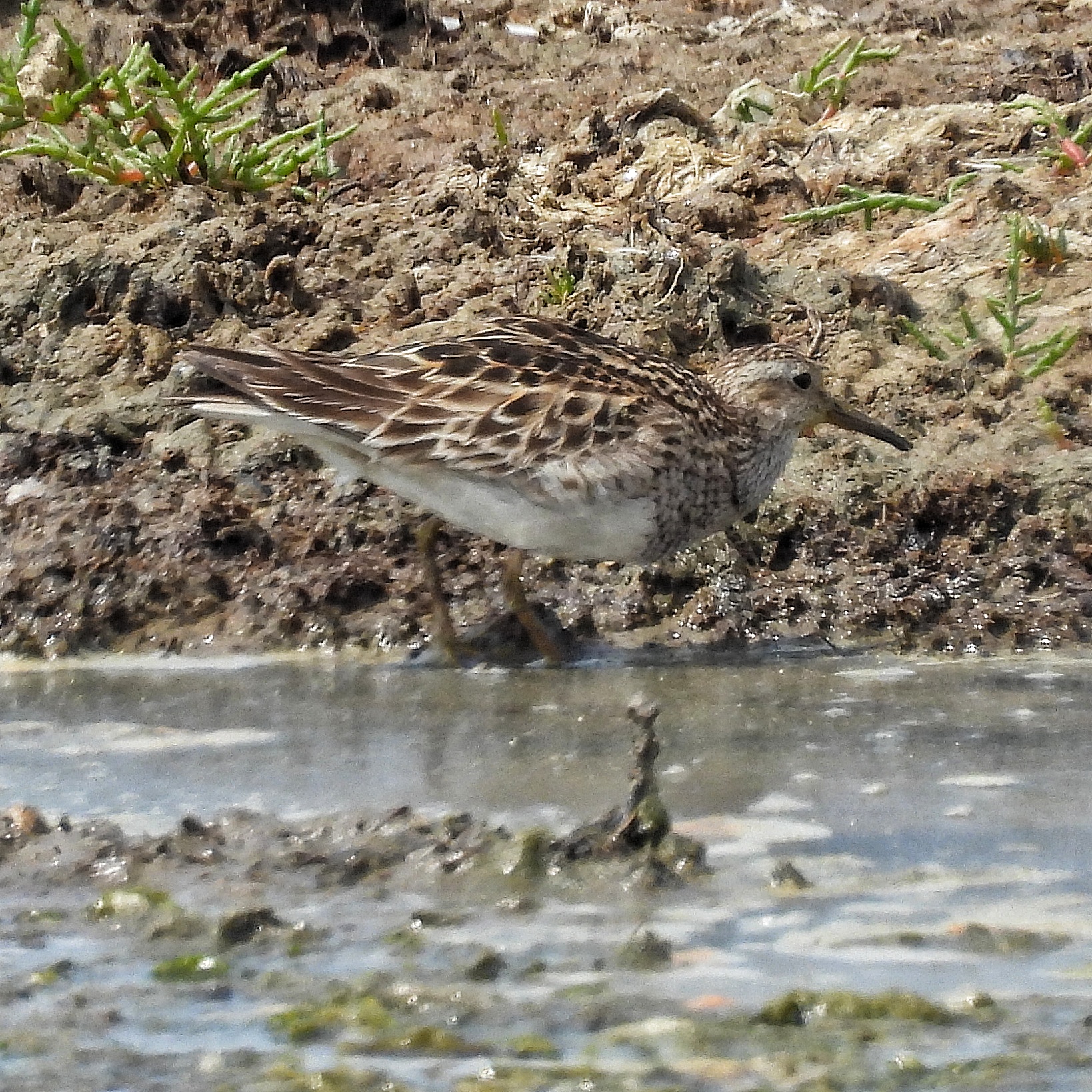 Pectoral Sandpiper
