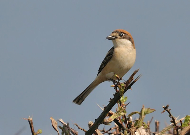 Woodchat Shrike