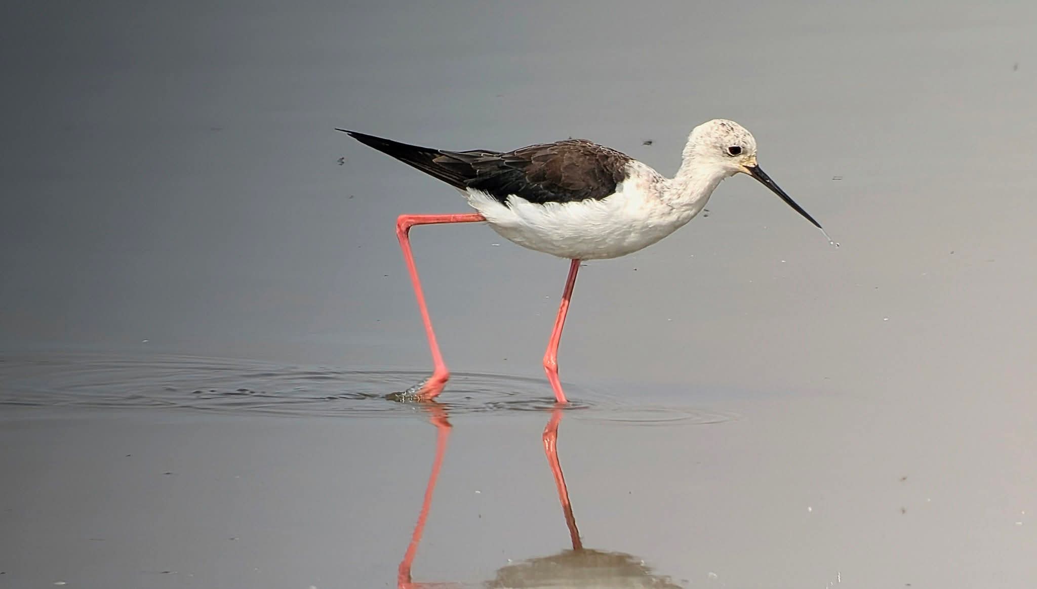 Black winged stilt 