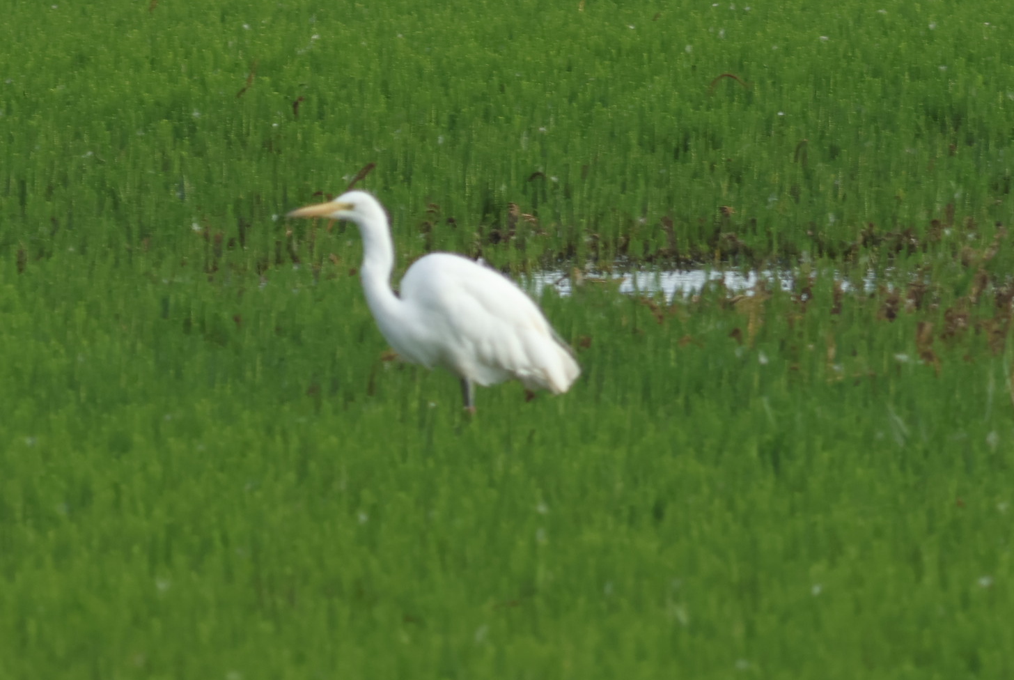 Great White Egret