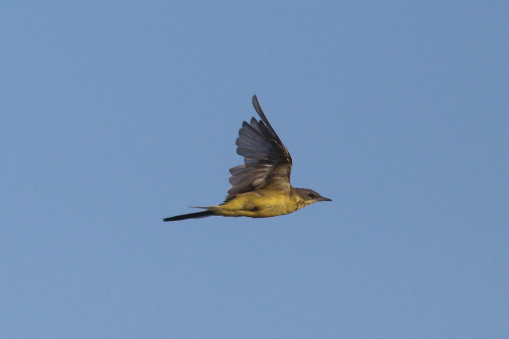 Grey-headed Wagtail