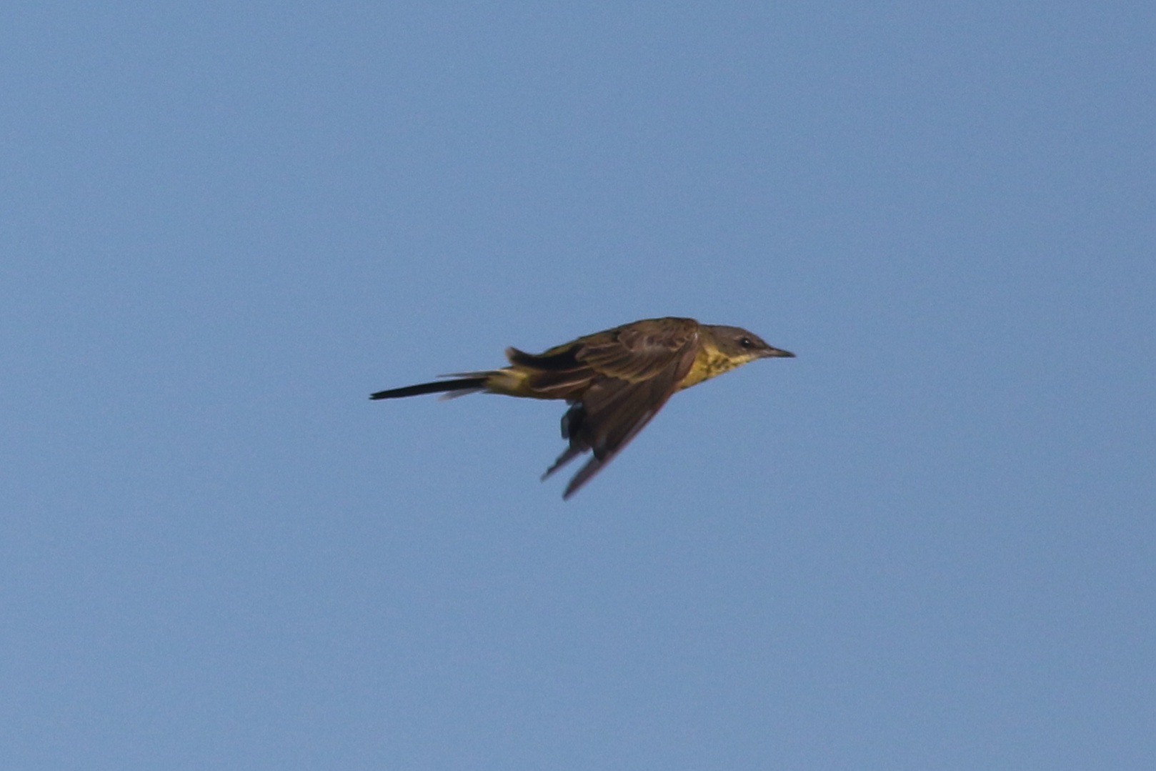 Grey-headed Wagtail