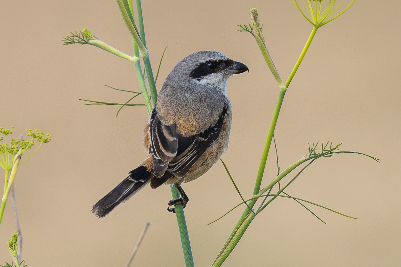 Long-tailed Shrike