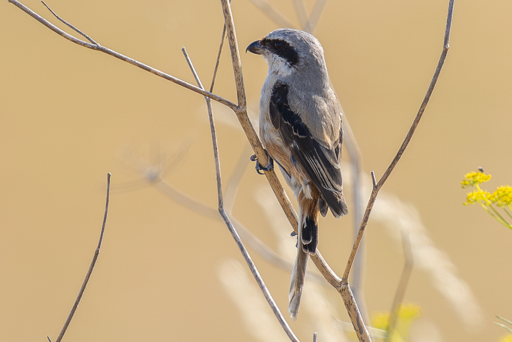 Long-tailed Shrike