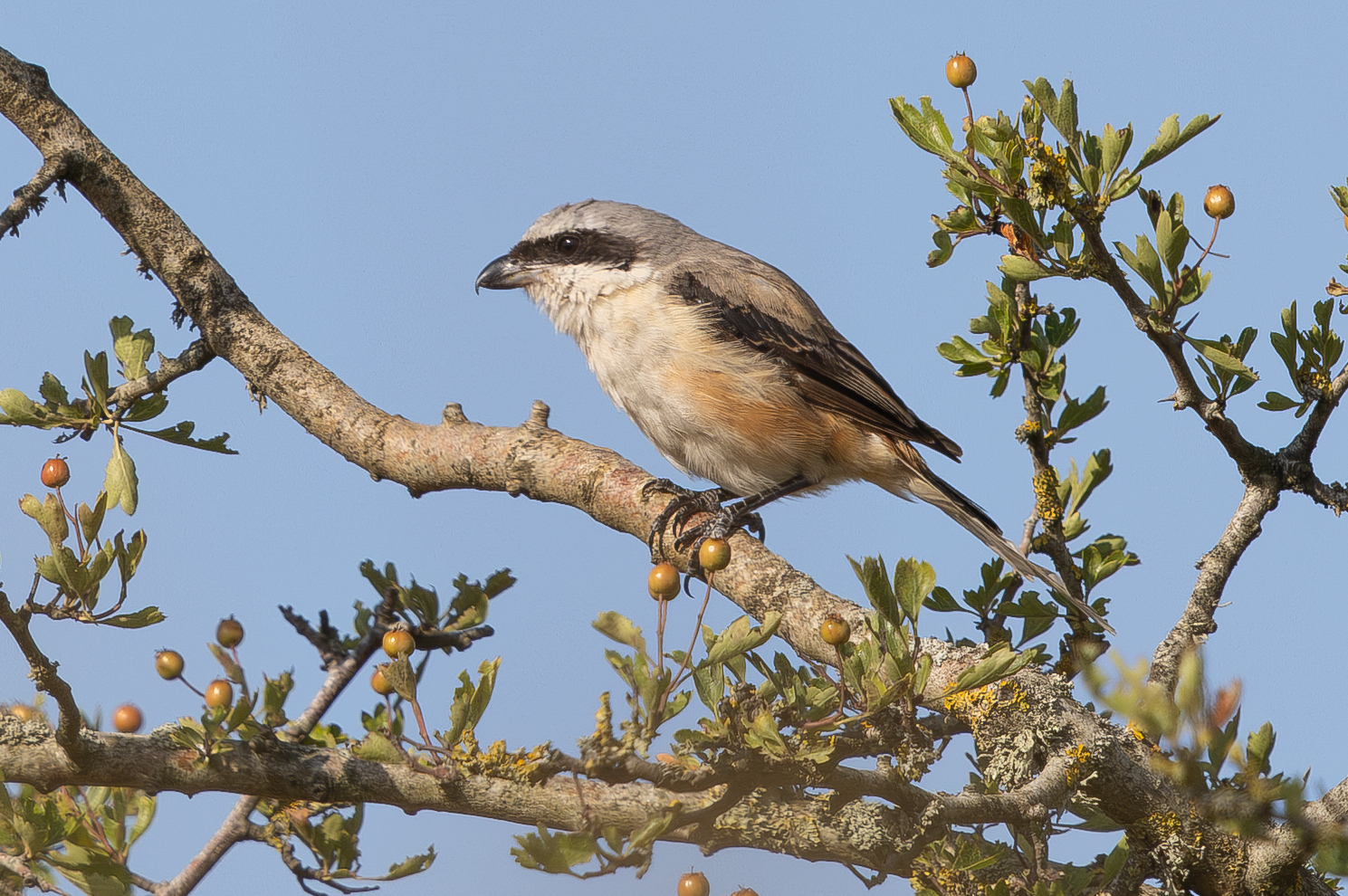 Long-tailed Shrike