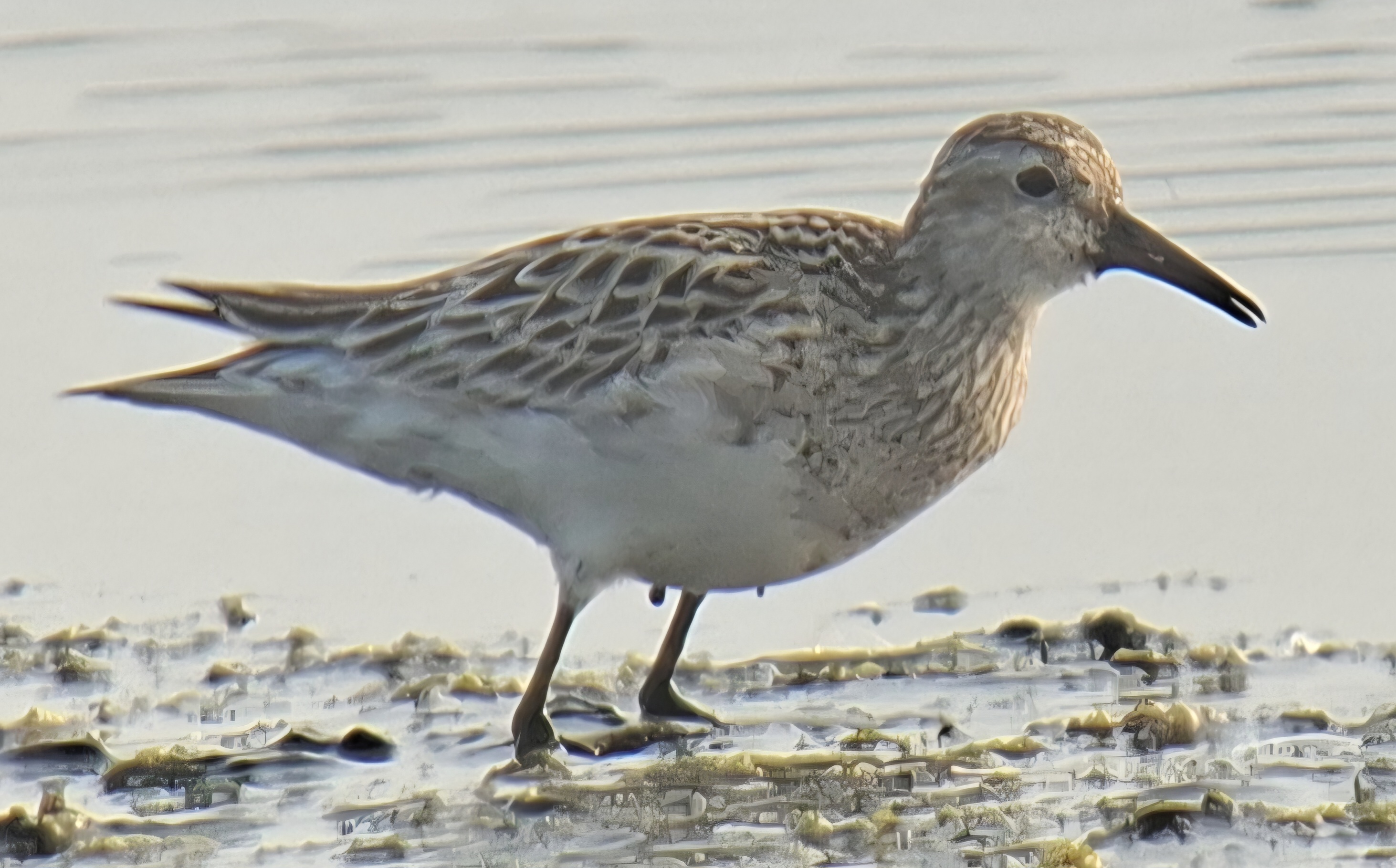 Pectoral Sandpiper