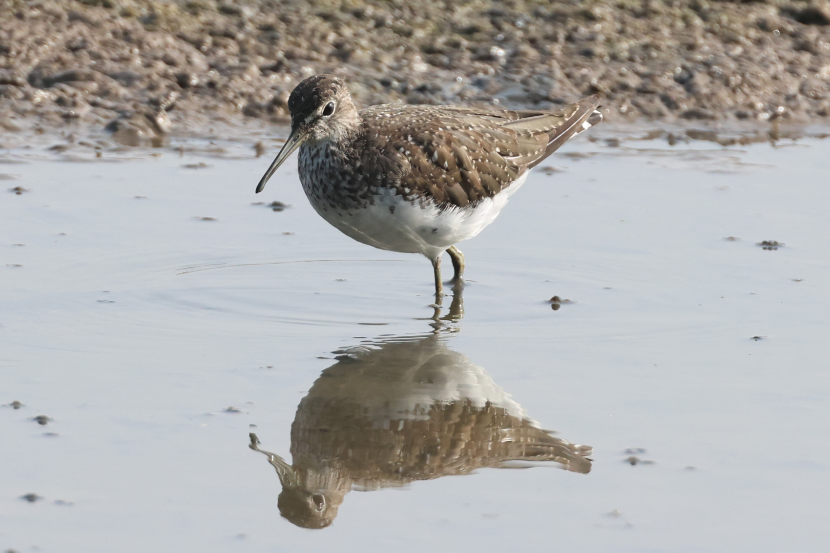 Green Sandpiper