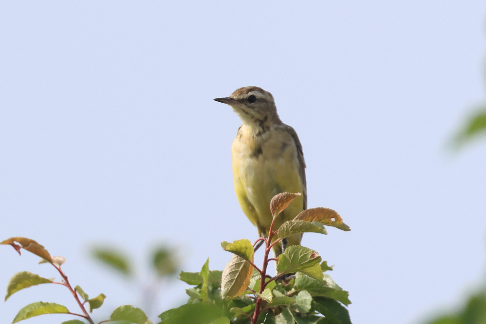 Yellow Wagtail