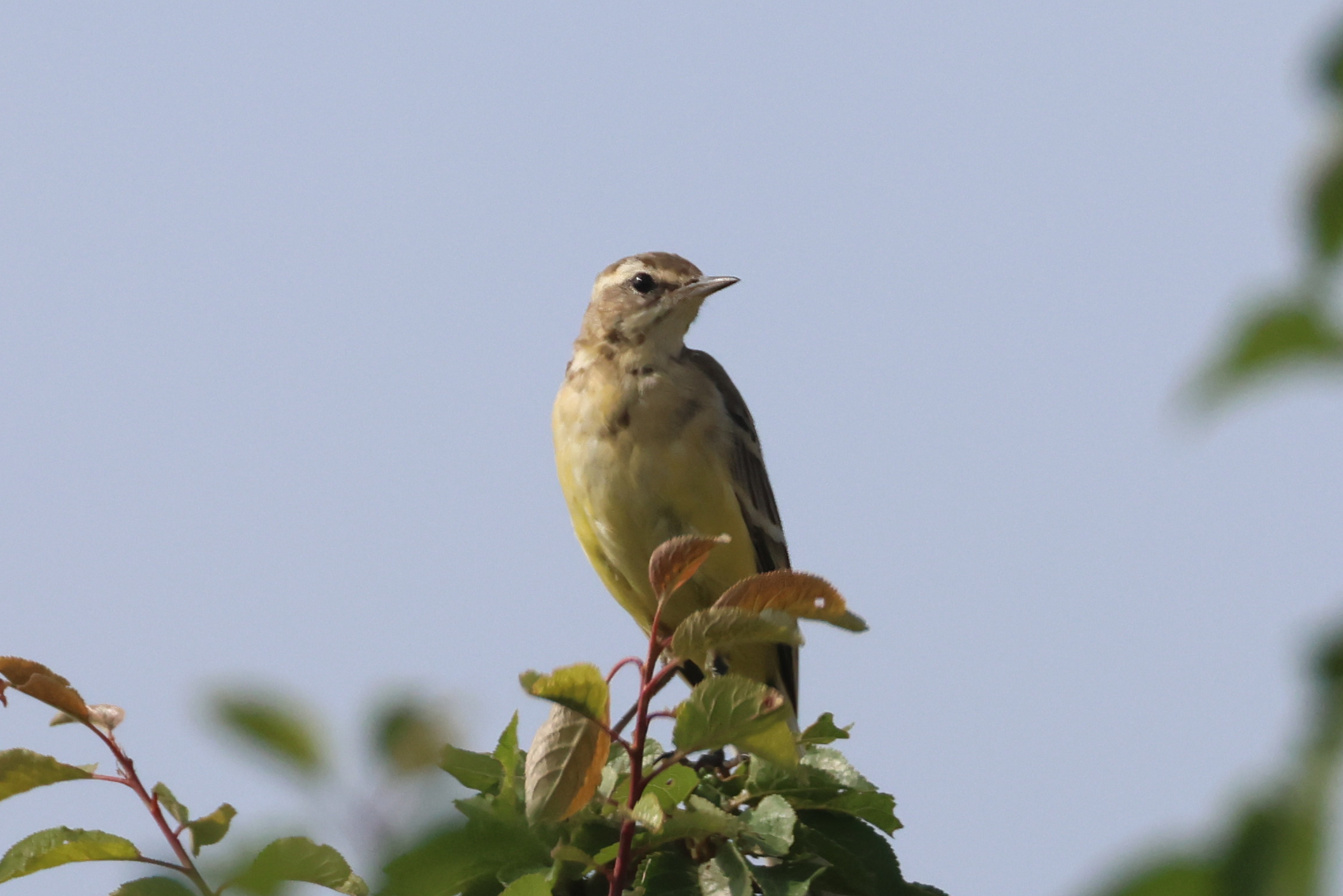 Yellow Wagtail