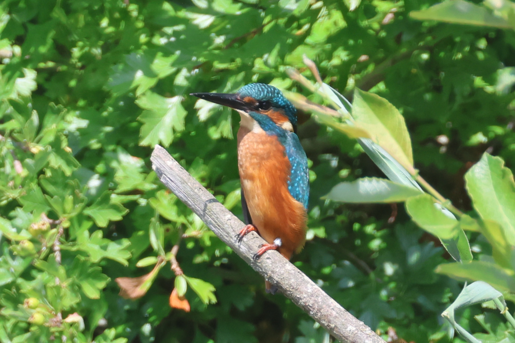Kingfisher