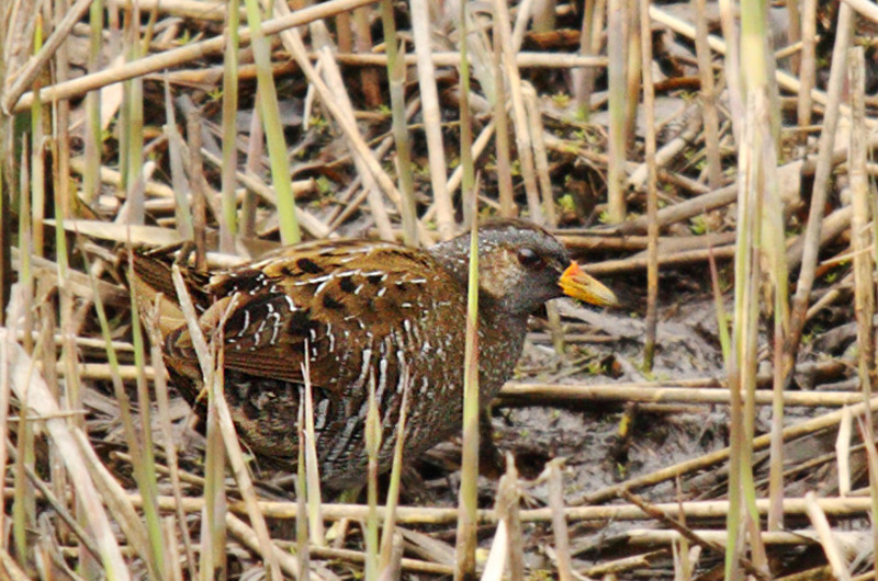 Spotted Crake