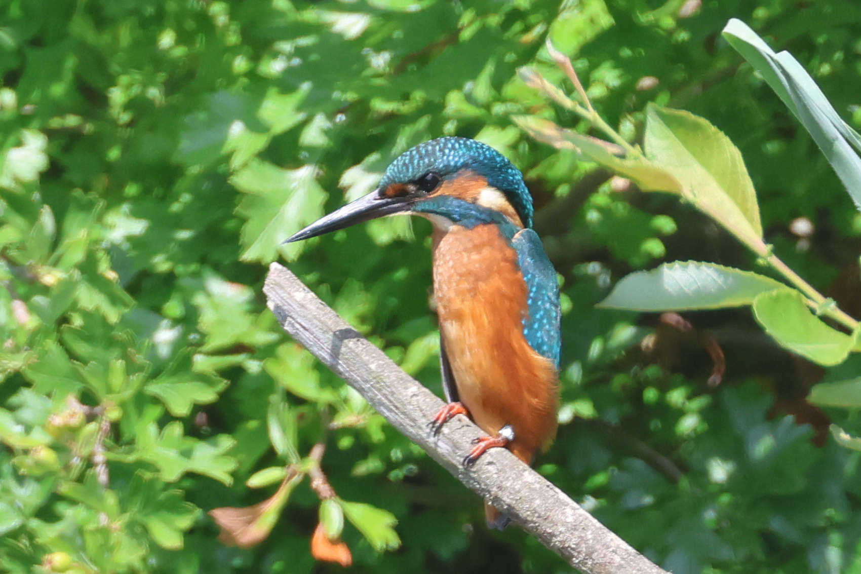 Kingfisher